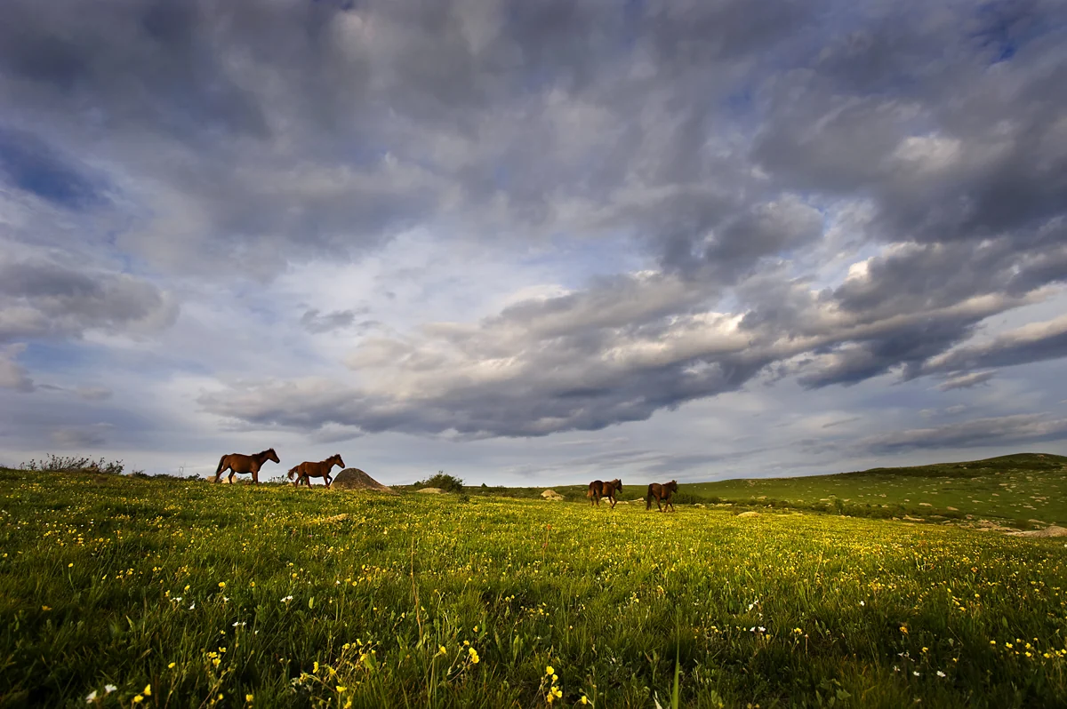 Summer meadows and horses on Honghualiang near Wanlong, Chongli, Hebei, China.