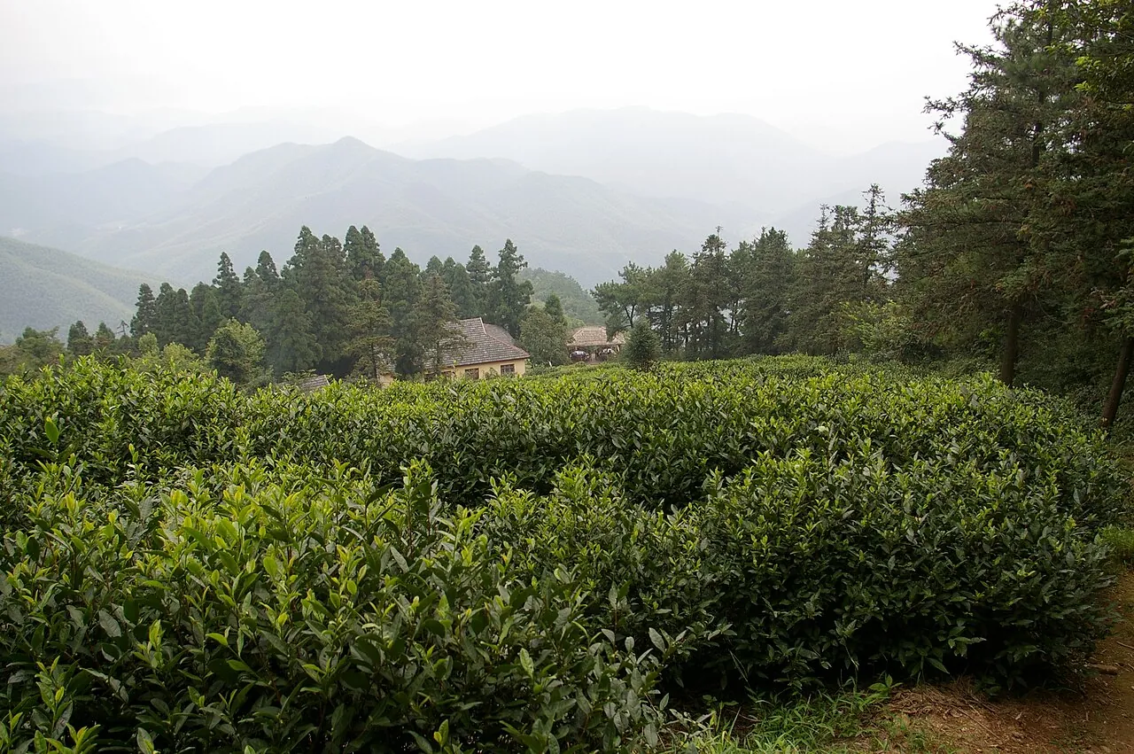 Tea plantations and wooded hills on Mount Mogan, Zhejiang, China.